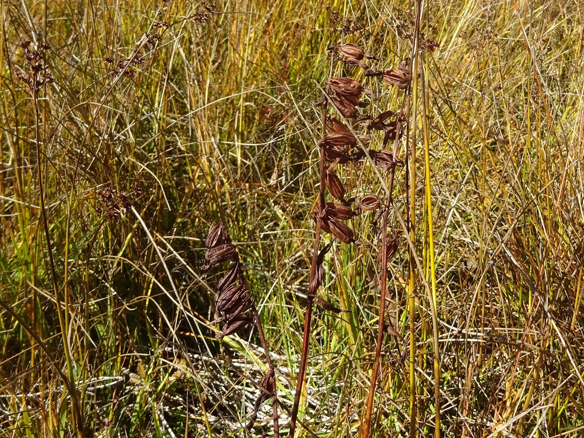 Epipactis palustris (Orchidaceae)